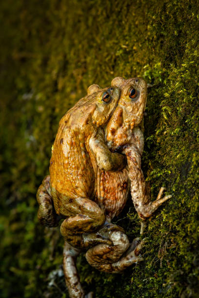 春の晴れた日にヒキガエルが渡り鳥の間に一般的なヒキガエル。 - cane toad toad wildlife nature ストックフォトと画像