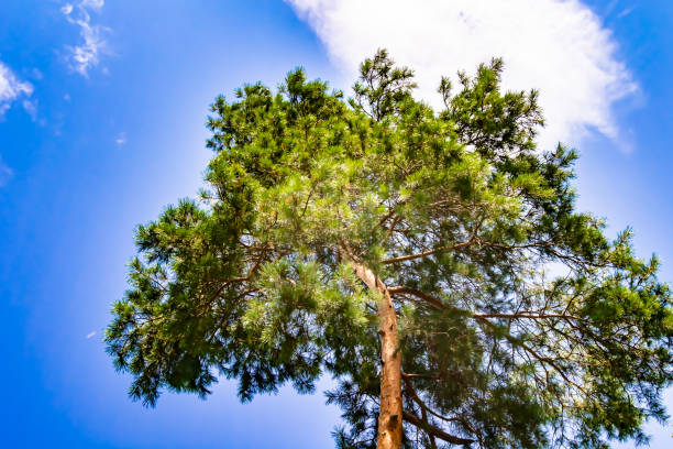 istock Photography on theme large beautiful autumn spruce tree on background bright sky 1454443977