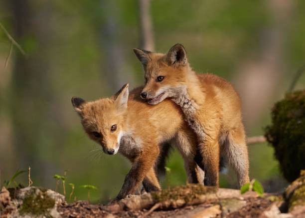 istock Cute baby Kit foxes (Vulpes macrotis) playing with each other on the blurred background 1454444026