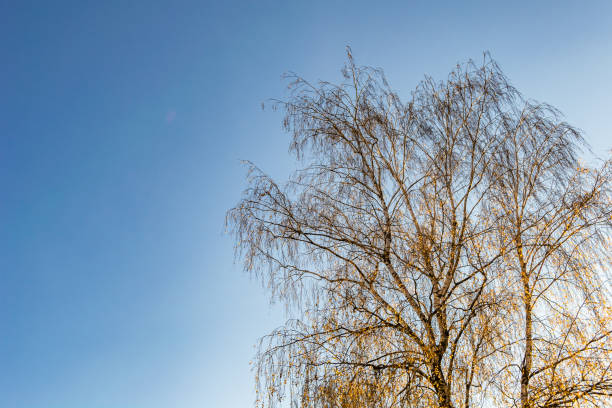 istock Photography on theme large beautiful autumn birch tree on background bright sky 1454444228