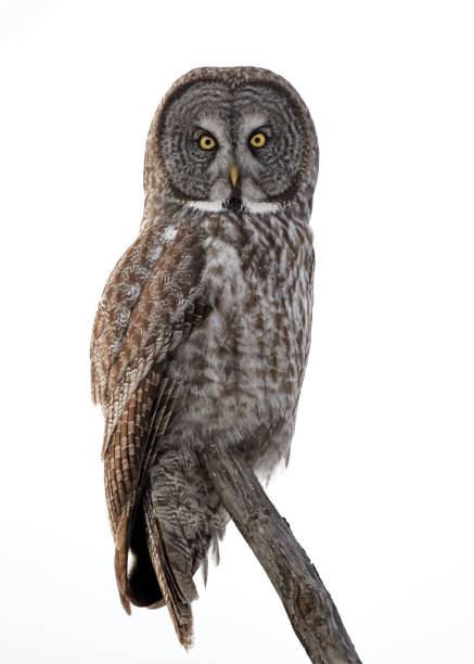 vertical of a great gray owl (strix nebulosa) on tree branch isolated on an empty white background - great white owl imagens e fotografias de stock