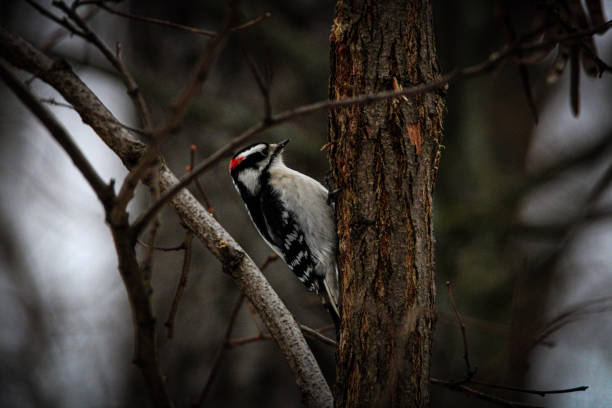 istock Male Downy Woodpecker 1454446234