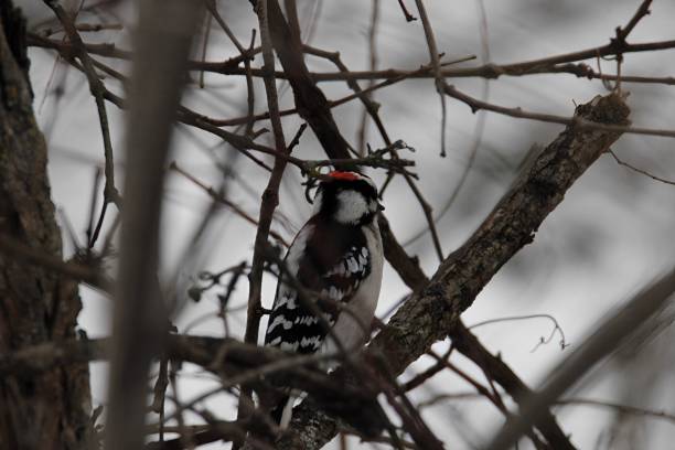 istock Downy Woodpecker 1454446240
