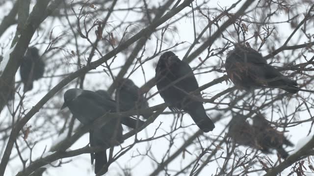 crows on a branch in winter. birds sit on a tree branch during a heavy snowfall
