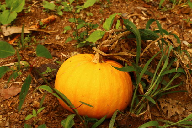 istock Pumpkin in Farm Plantation 1454446703