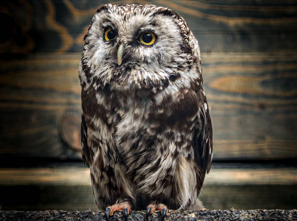 Great horned owl standing on wood stump in the middle of a renaissance fair.