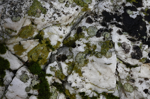 Detail of wet quartz rock, with lichen and moss, in the Connecticut woods. This common mineral is said to have mystical properties.