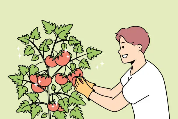 Vector illustration of Happy farmer collect crop in garden