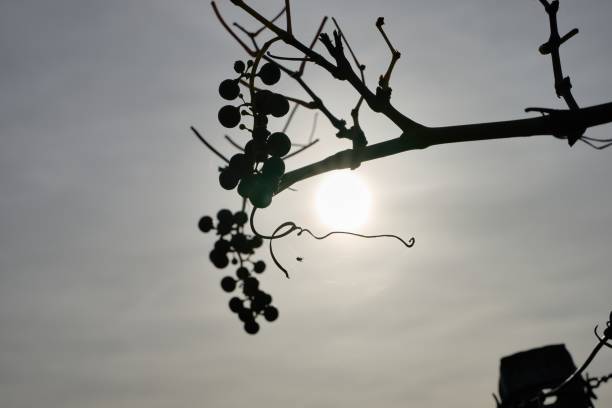 istock withered grapes and spider with spider web backlit by the setting autumn sun 1454447094