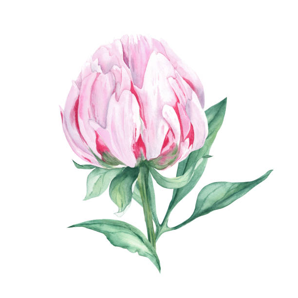 istock Pink watercolor peony flower. Hand drawn botanical illustration isolated on white background. Can be used for greeting cards, bouquets, wedding invitations, textile prints. 1454447131