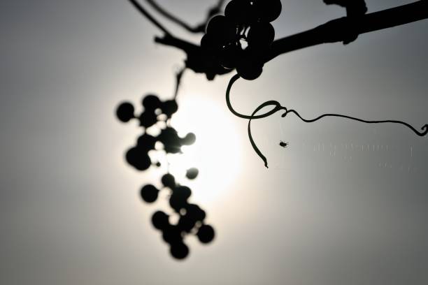istock withered grapes and spider with spider web backlit by the setting autumn sun 1454447138