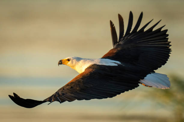 istock African fish eagle flying in warm light 1454447855