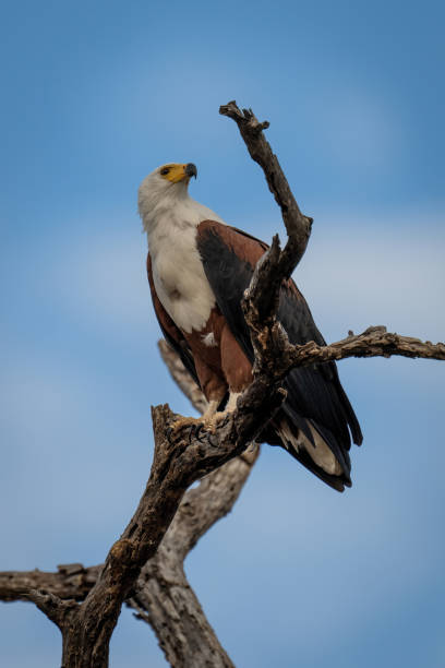 istock African fish eagle on branch looking up 1454447949