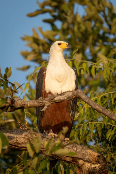 istock African fish eagle on branch turns head 1454447967