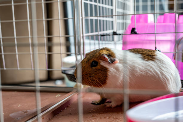 istock American cavy guinea pig behind a wire mesh cage watching the camera 1454448177