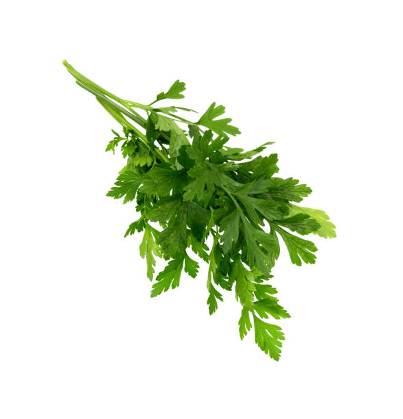 istock Parsley leaves 1454448238
