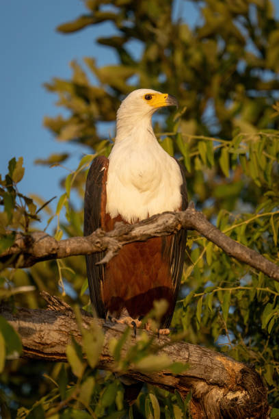 istock African fish eagle turning head on branch 1454448319