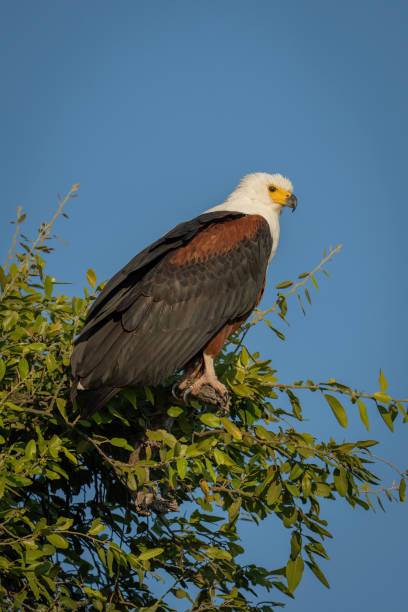 istock African fish eagle watches camera from tree 1454448327