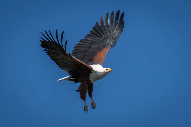 istock African fish eagle with catchlight flaps wings 1454448405
