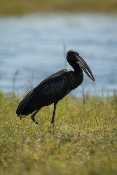 African openbill walks along riverbank in sunshine African openbill walks along riverbank in sunshine african openbill anastomus lamelligerus stock pictures, royalty-free photos & images