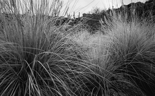 Tall grass and wilderness in Blue Wash in Arizona