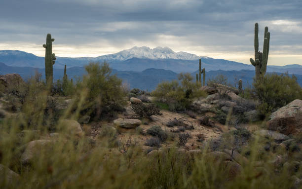 istock Saguaro cacti and four peaks mountain range 1454452689