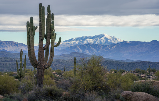 Saguaro cactus and snow-capped desert mountain illuminated by morning light in the distance