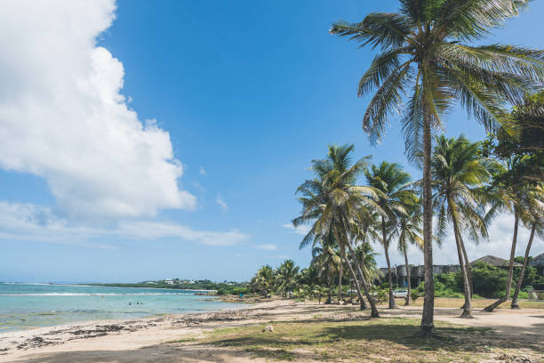 spiaggia tropicale con palme da cocco in una soleggiata giornata estiva - territori francesi doltremare foto e immagini stock