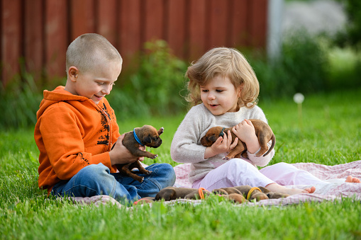 Little girl and boy sitting on plaid on green grass with many rhodesian ridgeback newborn puppies holding few in hands