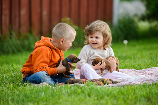 Little girl and boy sitting on plaid on green grass with many rhodesian ridgeback newborn puppies holding few in hands