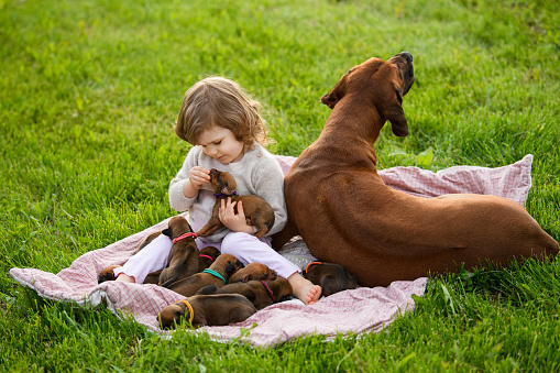 Little girl sitting on plaid on green grass with many rhodesian ridgeback newborn puppies and their mom holding one in hands