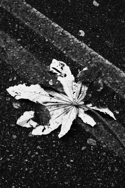 Dry Leaf on the Road Asphalt. Monochrome Black and White Tones