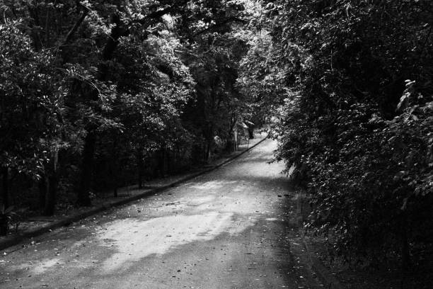 istock Long Road with Forest all Around. Monochrome Black and White Tones 1454455444