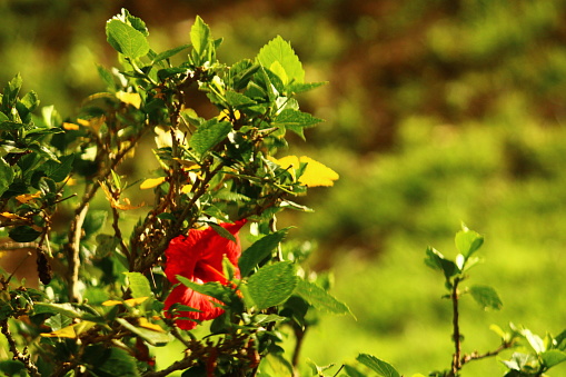 Focus on Red Hibiscus Flower in Flowerbed. All around, Green Leaves Fill the Scene.
