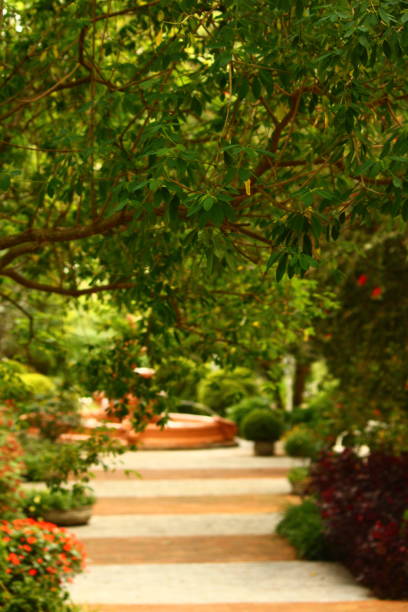 istock Private Garden with Various Plants, Flowers and Trees. Focus on Tree in Foreground. In the Background, a Long Stone Path. 1454456254