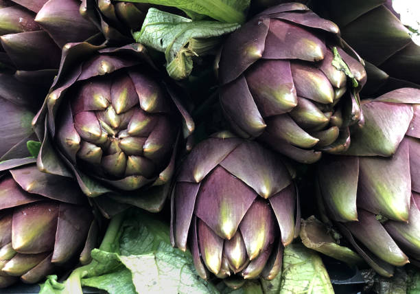 cadre complet d’artichauts - purple artichoke photos et images de collection