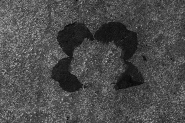 istock Flower Petals on Ground. Monochromatic Black and White Tones 1454456395