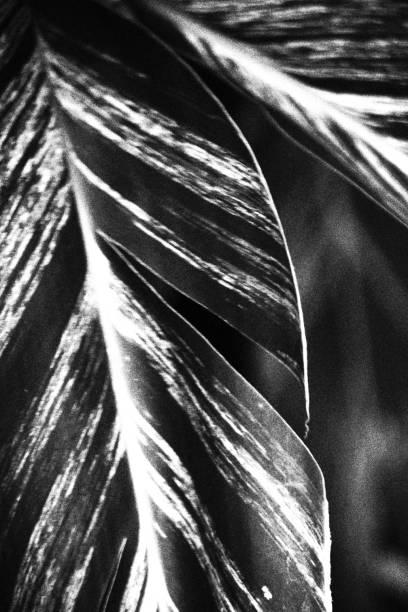 istock Leaves. Monochromatic Black and White Tones 1454456469