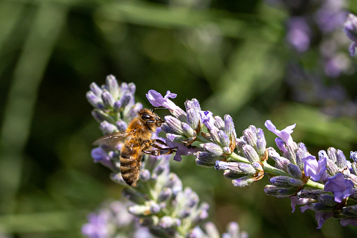 The honey bees collecting nectar from rosemary bush flowers, Cape Town, South Africa
