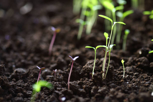 istock Close-up of small fresh green sprouts growing from soil. 1454457323