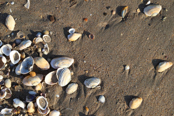 istock Seashells on sand. Summer beach background. Top view 1454457358