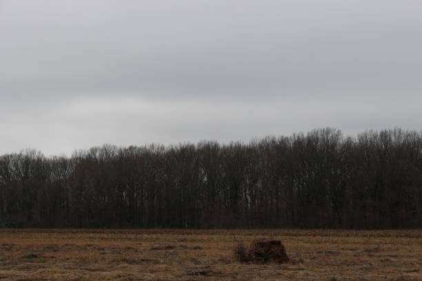 istock Gloomy field with a forest in the background 1454458804