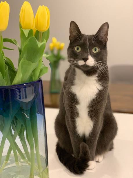 Cat with Yellow Tulips