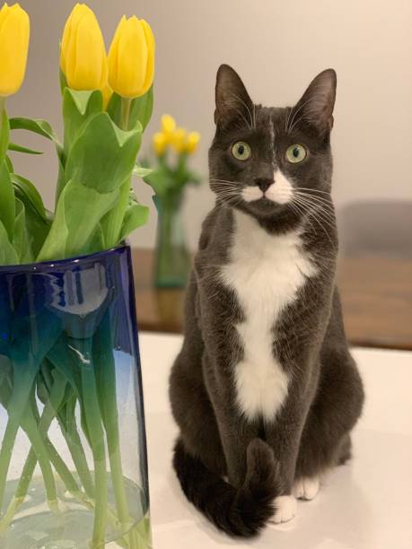 gato com tulipas amarelas - domestic cat gray kitten paw - fotografias e filmes do acervo