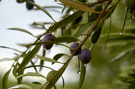 Olives growing on a tree branch with raindrops with sky and foliage in the background