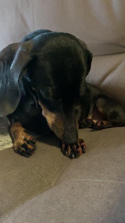 Dachshund dog licking its paw