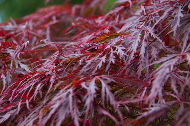 japanese maple crimson queen