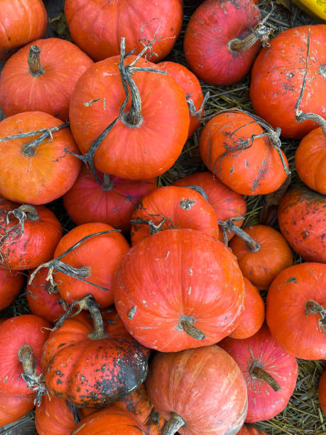 istock Lots of orange pumpkins for halloween 1454462034