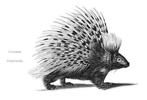 Common porcupine engraving chromolithograph 1809