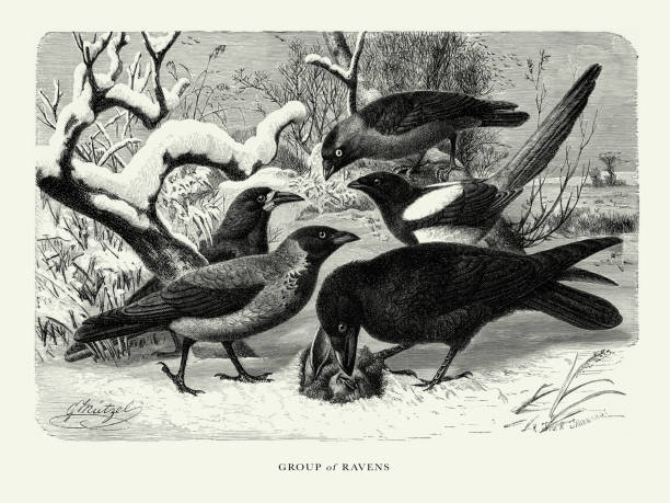 Antique American Engraving, Group of Ravens, Bird: Natural History, 1885. Source: Original edition from my own archives. Copyright has expired on this artwork. Digitally restored.